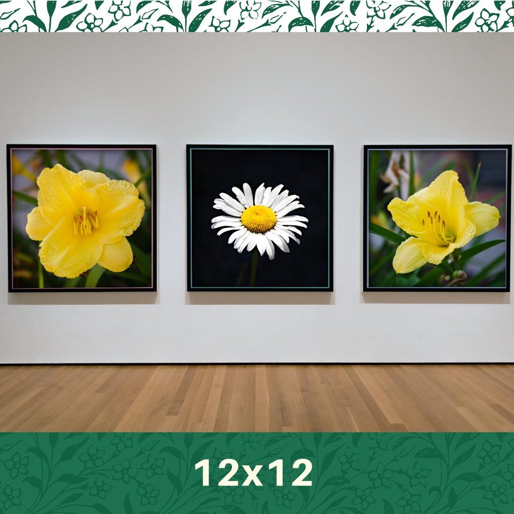 Contemporary flower photo artwork wall art 12x12
